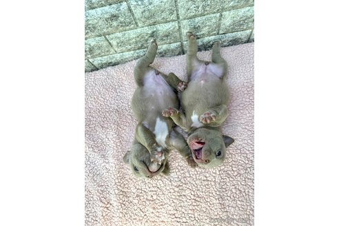 成約済の茨城県のエキゾチックブリー-308937の12枚目