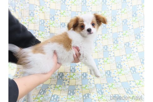 成約済の千葉県のパピヨン-293767の9枚目