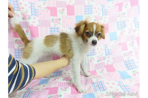 成約済の千葉県のパピヨン-286538の9枚目