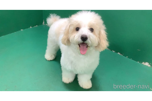 成約済の東京都のミックス犬-278351の6枚目