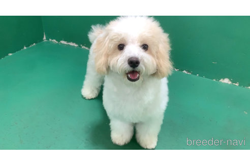 成約済の東京都のミックス犬-278351の5枚目