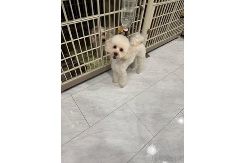 ブランちゃん1枚目