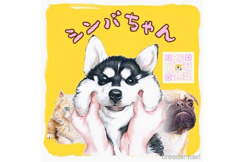成約済の愛知県のゴールデンレトリーバー-309002の4枚目