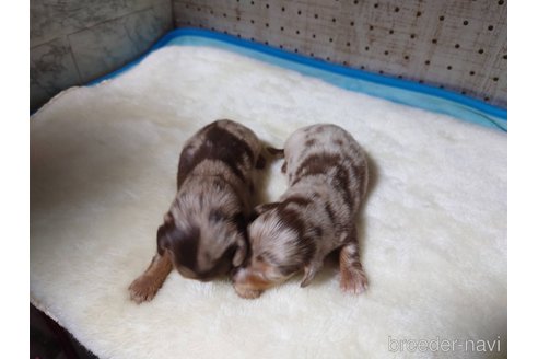 販売中の福岡県のミニチュアダックスフンド(ロングヘアード)-309019の1枚目