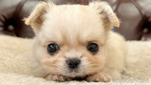 成約済の香川県のミックス犬-309027の1枚目