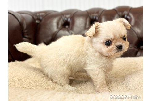 成約済の香川県のミックス犬-309027の5枚目