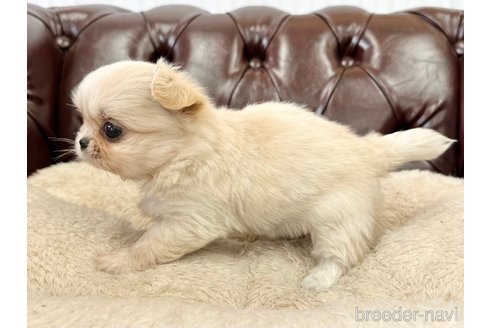 成約済の香川県のミックス犬-309027の2枚目