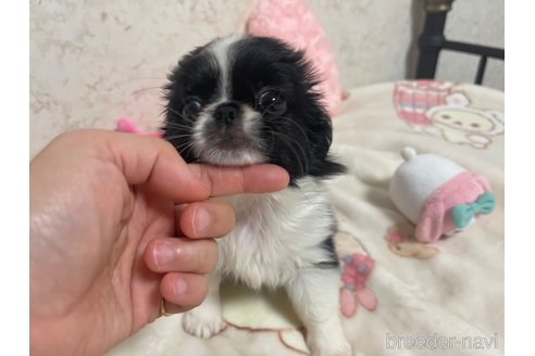 成約済の新潟県のミックス犬-309031の3枚目