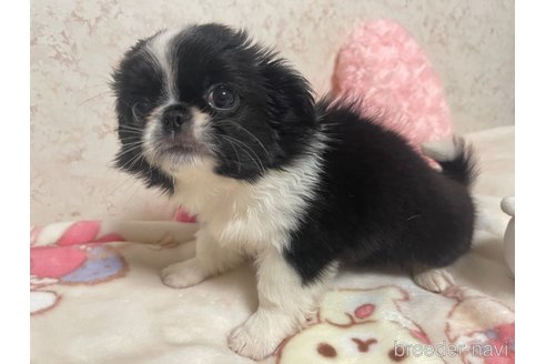 成約済の新潟県のミックス犬-309031の4枚目