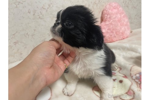 成約済の新潟県のミックス犬-309031の7枚目