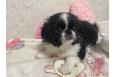 成約済の新潟県のミックス犬-309031の8枚目