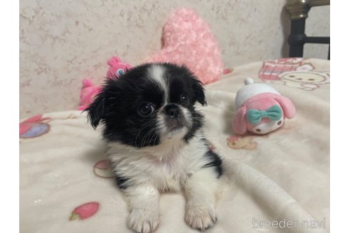 成約済の新潟県のミックス犬-309031の9枚目