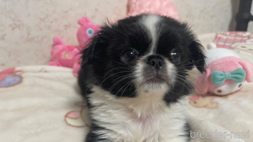 成約済の新潟県のミックス犬-309031の2枚目