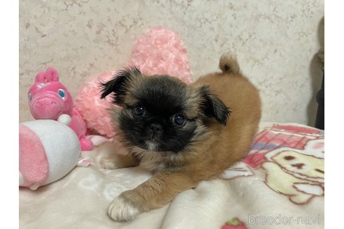 販売中の新潟県のミックス犬-309038の4枚目