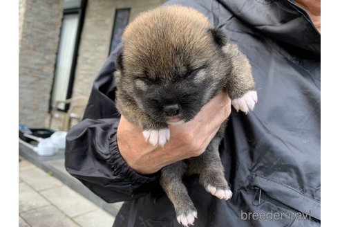 成約済の長崎県の柴犬-309061の2枚目