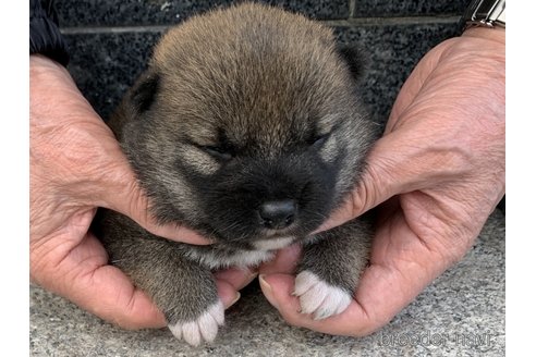 成約済の長崎県の柴犬-309061の3枚目