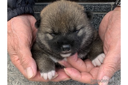 成約済の長崎県の柴犬-309061