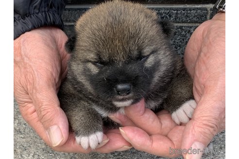 販売中の長崎県の柴犬-309061の1枚目