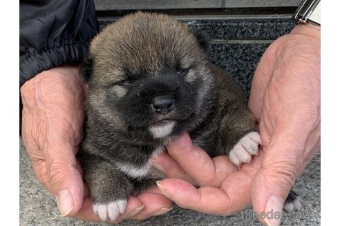 販売中の長崎県の柴犬-309061の4枚目