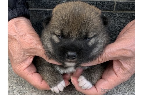 成約済の長崎県の柴犬-309061の5枚目