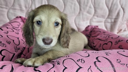 成約済の愛知県のミニチュアダックスフンド(ロングヘアード)-300046の1枚目