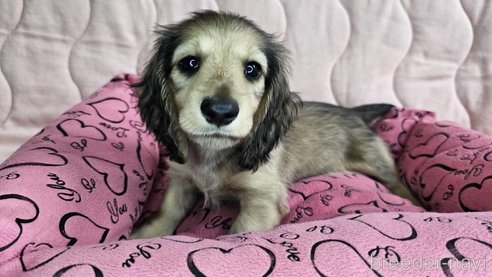 成約済の愛知県のミニチュアダックスフンド(ロングヘアード)-300047の5枚目