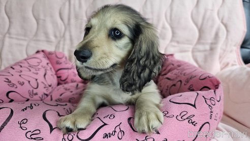 成約済の愛知県のミニチュアダックスフンド(ロングヘアード)-300047の3枚目