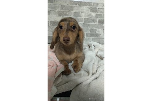 成約済の福岡県のミニチュアダックスフンド(ロングヘアード)-288007の3枚目