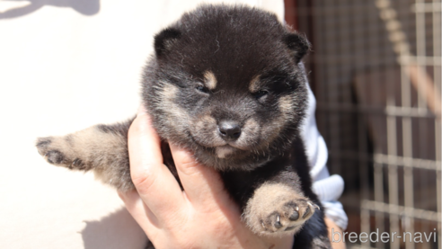成約済の埼玉県の柴犬-309095の1枚目
