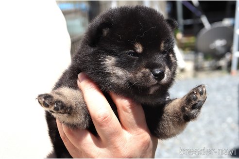 成約済の埼玉県の柴犬-309095の4枚目