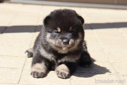 成約済の埼玉県の柴犬-309095の3枚目