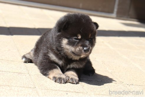 成約済の埼玉県の柴犬-309095の2枚目