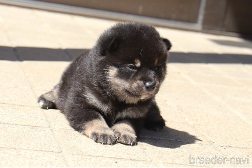 販売中の埼玉県の柴犬-309095の2枚目