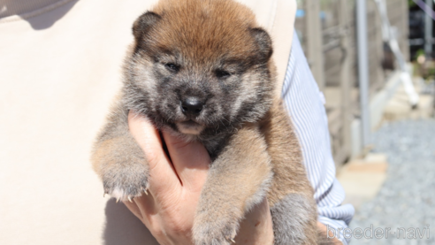 成約済の埼玉県の柴犬-309100の1枚目