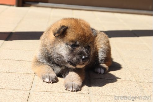 成約済の埼玉県の柴犬-309100の2枚目