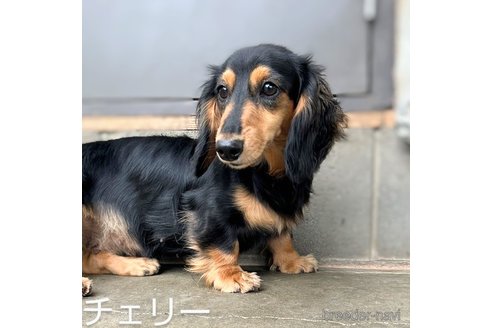 チェリーちゃん1枚目
