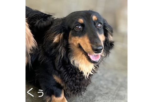 クゥちゃん1枚目