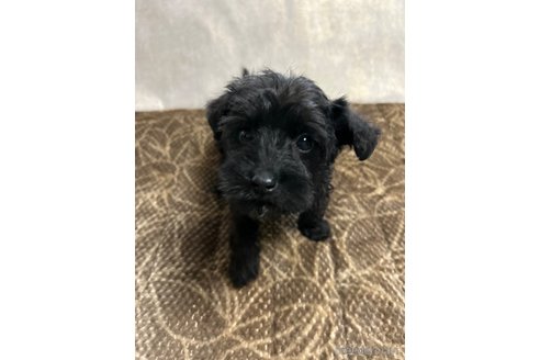 成約済の奈良県のミックス犬-301886の15枚目