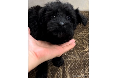 成約済の奈良県のミックス犬-301886の13枚目