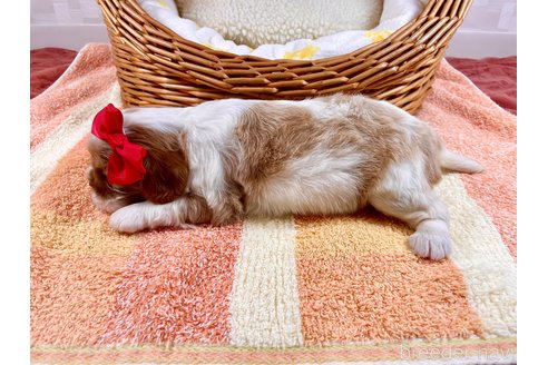 成約済の埼玉県のキャバリアキングチャールズスパニエル-307006の5枚目
