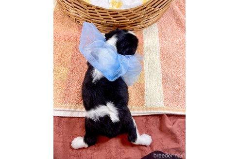 成約済の埼玉県のキャバリアキングチャールズスパニエル-306989の4枚目