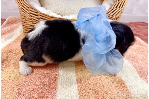 成約済の埼玉県のキャバリアキングチャールズスパニエル-306989の3枚目