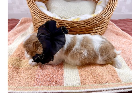 成約済の埼玉県のキャバリアキングチャールズスパニエル-306993の5枚目