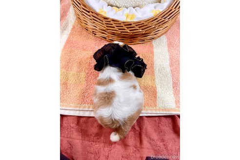 成約済の埼玉県のキャバリアキングチャールズスパニエル-306993の4枚目