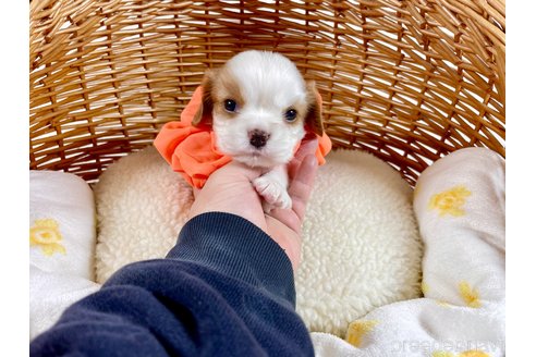 成約済の埼玉県のキャバリアキングチャールズスパニエル-306996の1枚目