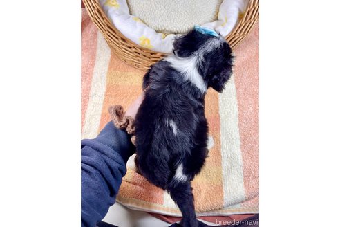 成約済の埼玉県のキャバリアキングチャールズスパニエル-304309の4枚目