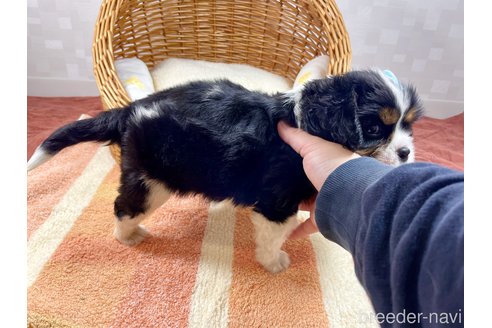 成約済の埼玉県のキャバリアキングチャールズスパニエル-304309の3枚目