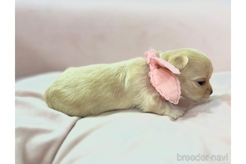 成約済の茨城県のチワマル:チワワ×マルチーズ-309125の7枚目