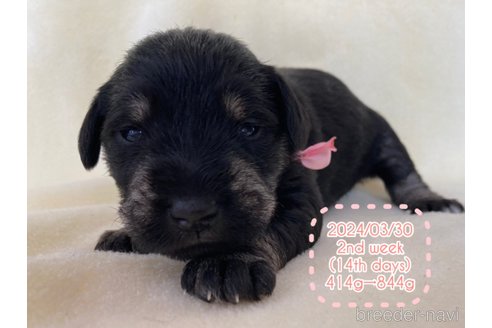 成約済の長野県のミニチュアシュナウザー-309168の2枚目