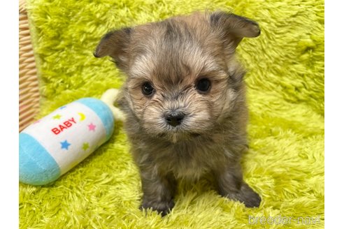 成約済の秋田県のポメマル:ポメラニアン×マルチーズ-309175の6枚目